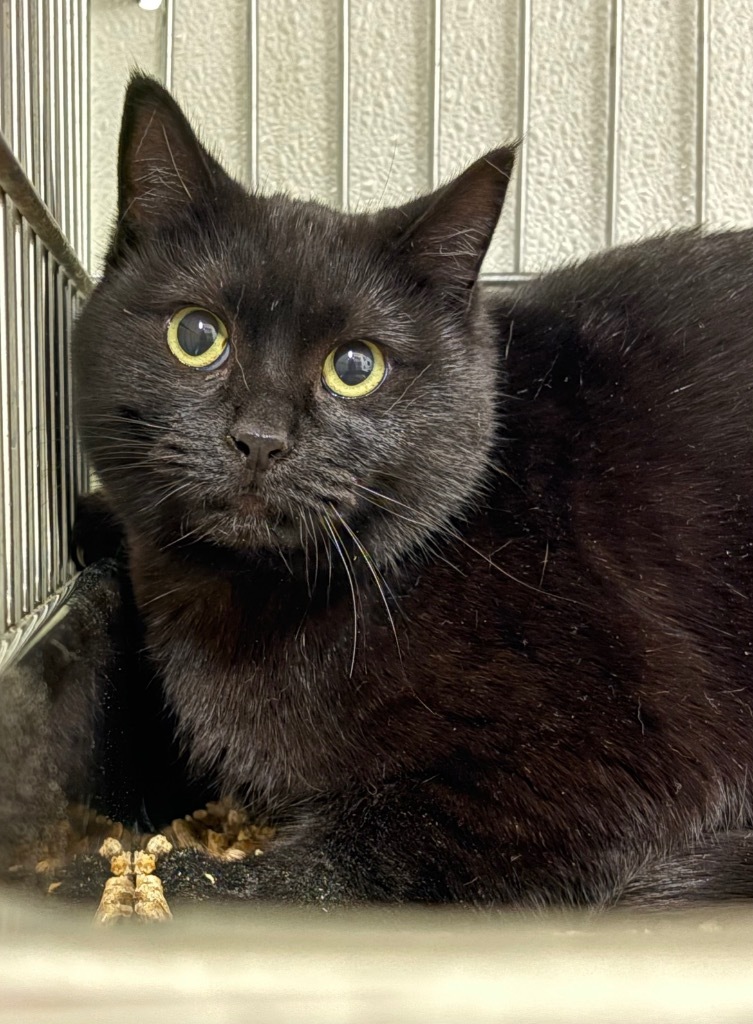 Phyllis, an adoptable Domestic Short Hair in Rock Springs, WY, 82901 | Photo Image 1