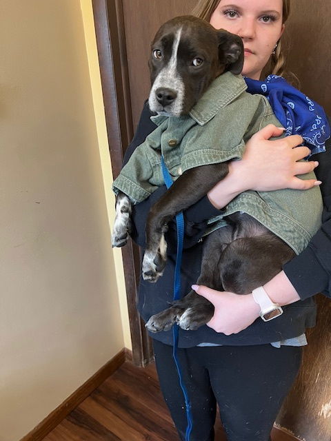 Black lab, Bordercollie mix , Male