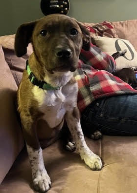 Black lab, Bordercollie mix , Male