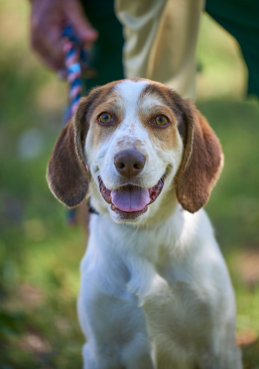 BEAGLE , SPANIEL MIX PUPS