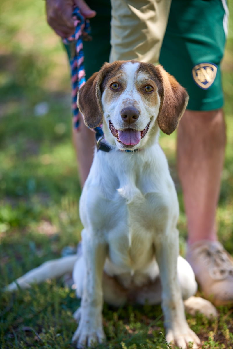 BEAGLE , SPANIEL MIX PUPS