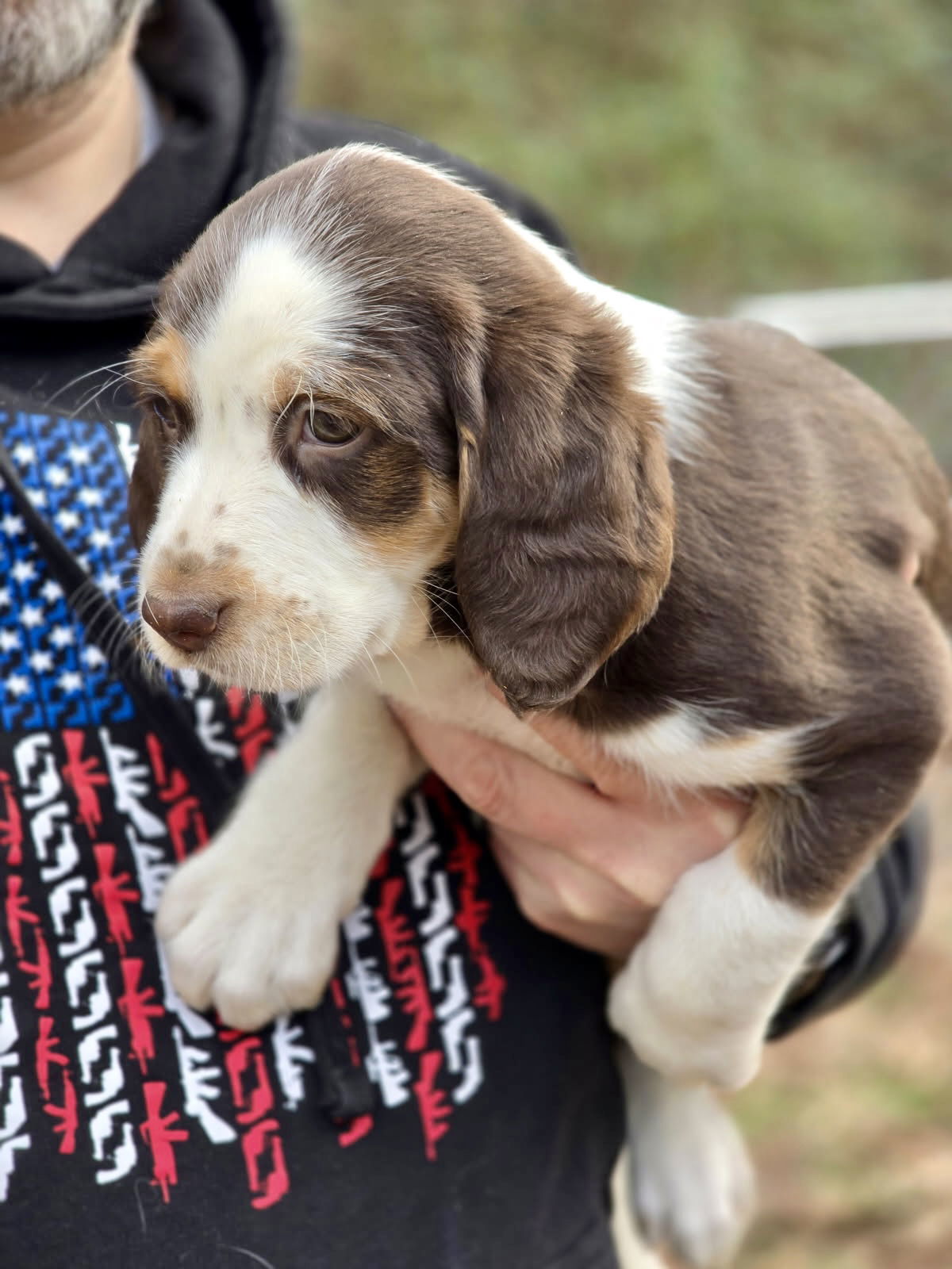 BEAGLE , SPANIEL MIX PUPS