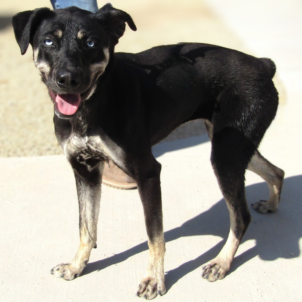 Xena, an adoptable Mixed Breed in Las Cruces, NM, 88012 | Photo Image 1