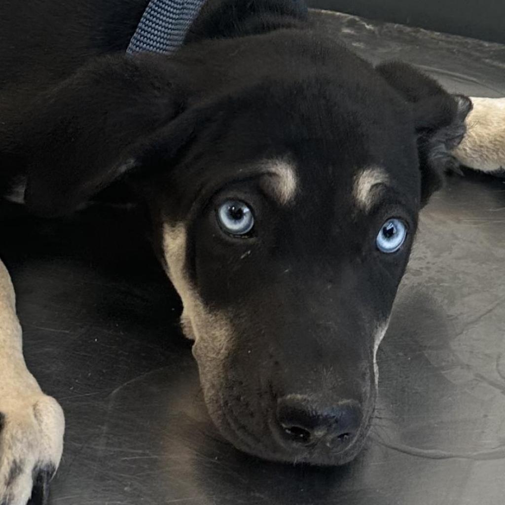 Xena, an adoptable Mixed Breed in Las Cruces, NM, 88012 | Photo Image 2