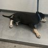 Xena photo 3