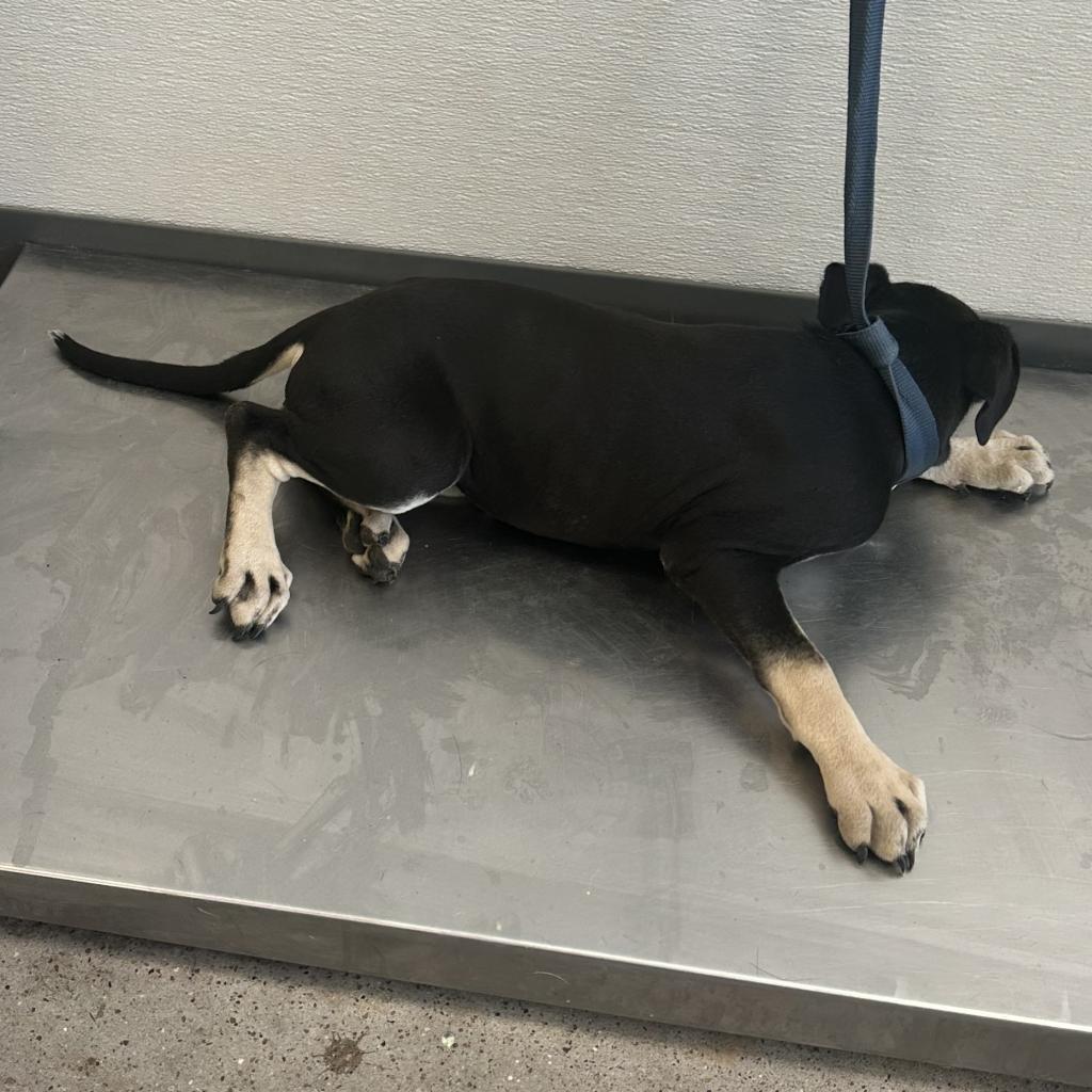 Xena, an adoptable Mixed Breed in Las Cruces, NM, 88012 | Photo Image 3