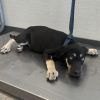 Xena photo 4