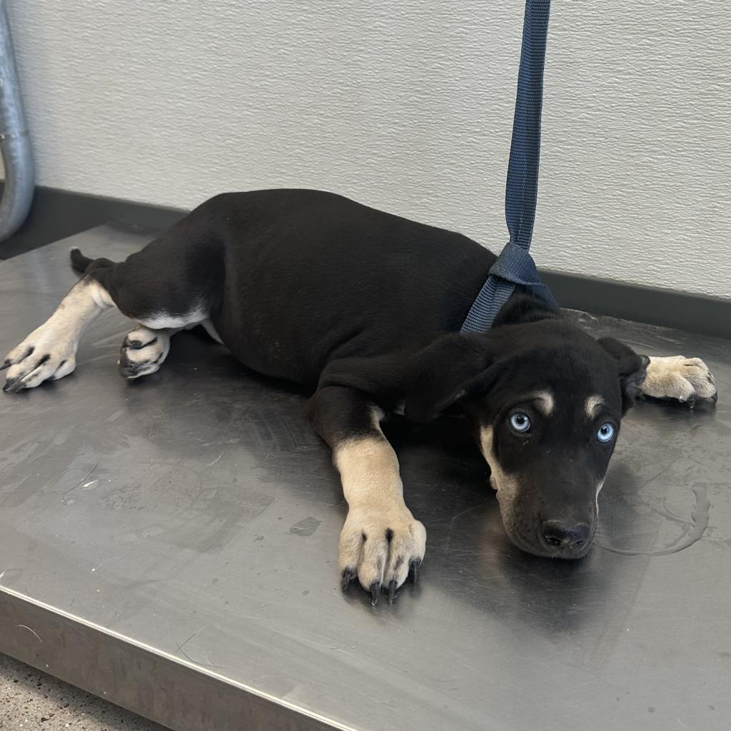 Xena, an adoptable Mixed Breed in Las Cruces, NM, 88012 | Photo Image 4