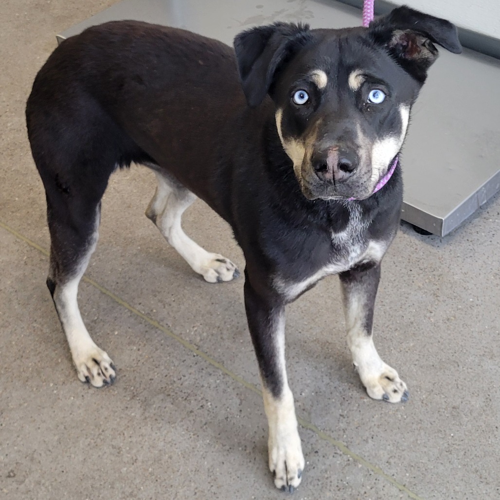 Xena, an adoptable Mixed Breed in Las Cruces, NM, 88012 | Photo Image 5