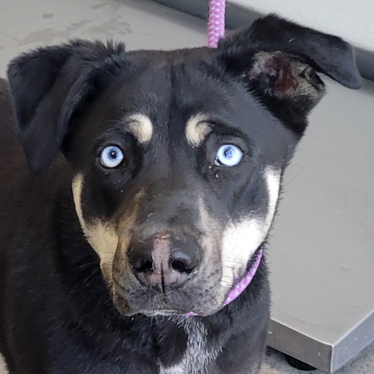 Xena, an adoptable Mixed Breed in Las Cruces, NM, 88012 | Photo Image 6
