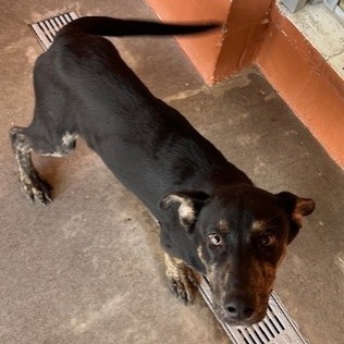 Vito, an adoptable Mixed Breed in Las Cruces, NM, 88012 | Photo Image 2
