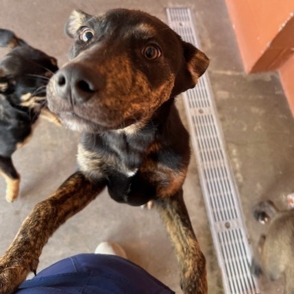 Vito, an adoptable Mixed Breed in Las Cruces, NM, 88012 | Photo Image 3