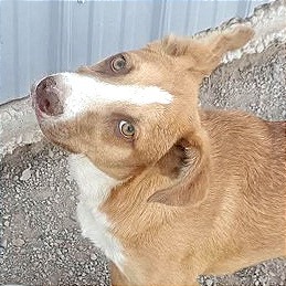 Kano, an adoptable Mixed Breed in Las Cruces, NM, 88012 | Photo Image 1