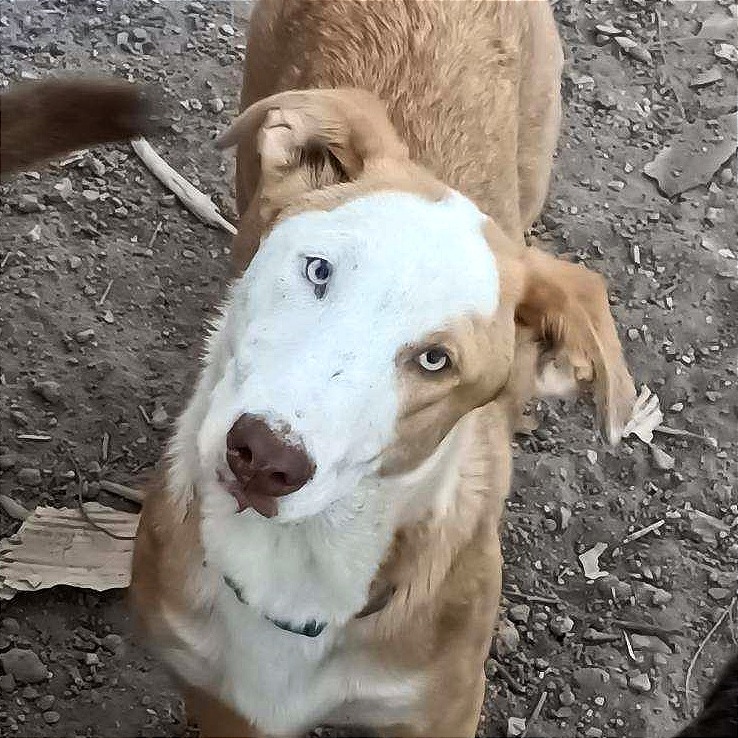 Buddy, an adoptable Mixed Breed in Las Cruces, NM, 88012 | Photo Image 1