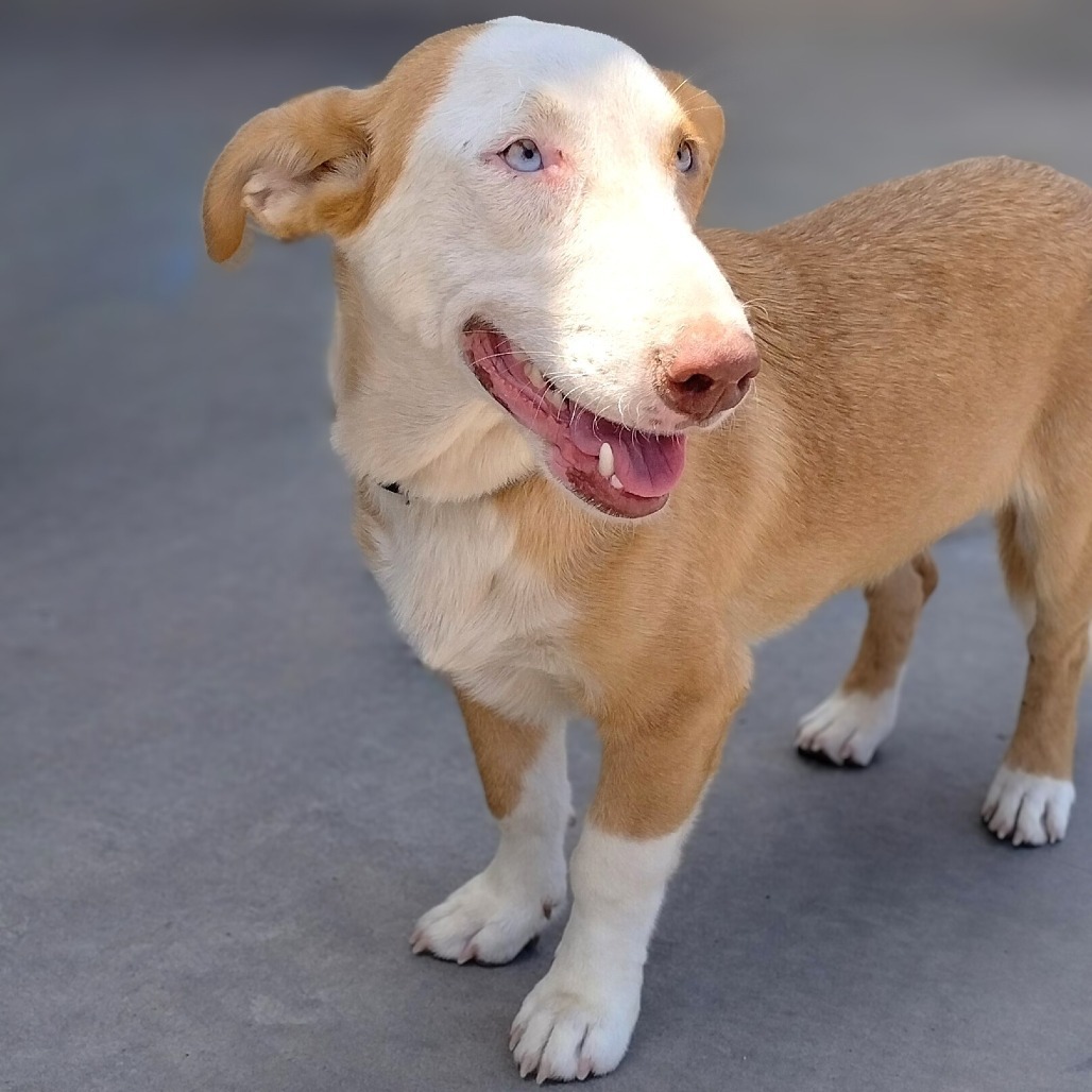 Buddy, an adoptable Mixed Breed in Las Cruces, NM, 88012 | Photo Image 1