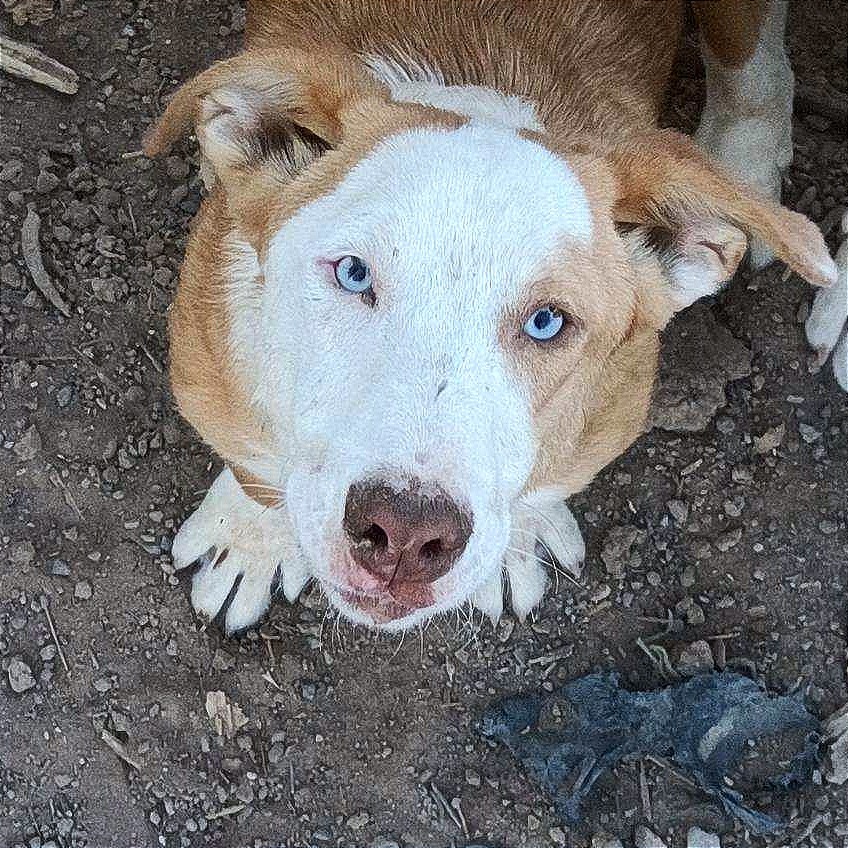 Buddy, an adoptable Mixed Breed in Las Cruces, NM, 88012 | Photo Image 2