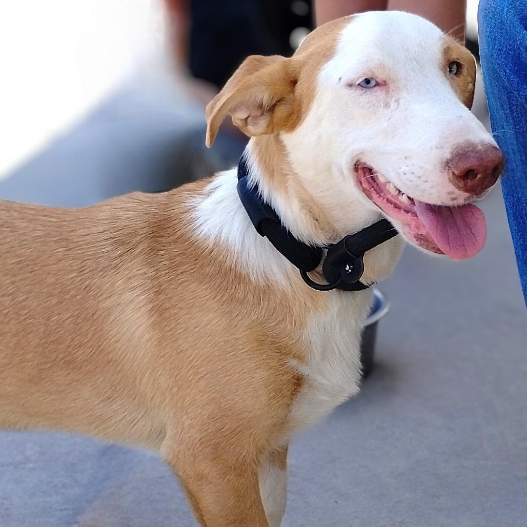 Buddy, an adoptable Mixed Breed in Las Cruces, NM, 88012 | Photo Image 3