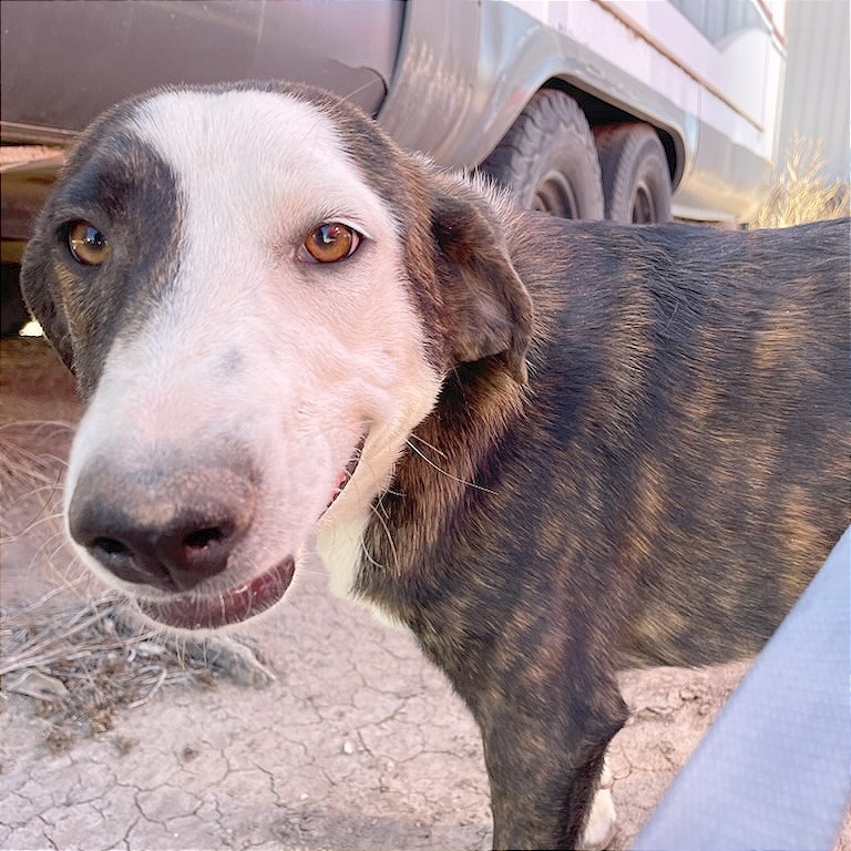 Keanu, an adoptable Mixed Breed in Las Cruces, NM, 88012 | Photo Image 1