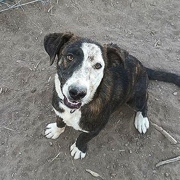 Keanu, an adoptable Mixed Breed in Las Cruces, NM, 88012 | Photo Image 2