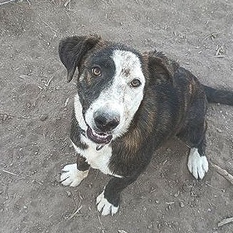 Keanu, an adoptable Mixed Breed in Las Cruces, NM, 88012 | Photo Image 3