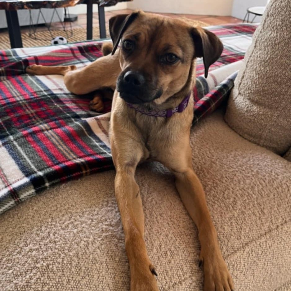 Daphne