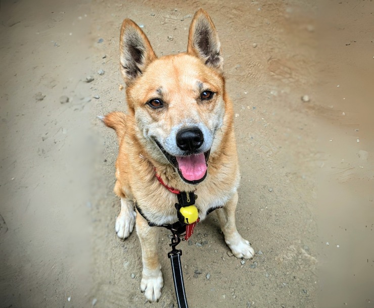 Charlie, an adoptable Mixed Breed in Sultan, WA, 98294 | Photo Image 1