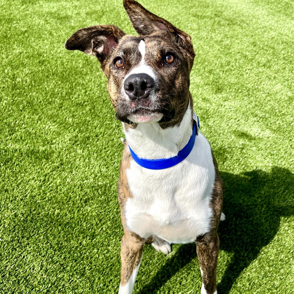 Carol, an adoptable Mixed Breed in Idaho Falls, ID, 83402 | Photo Image 1