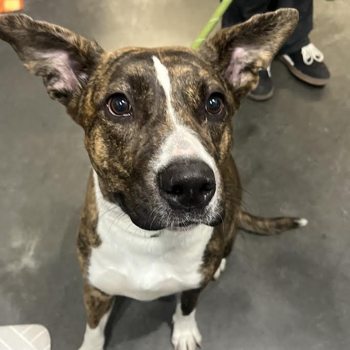 Carol, an adoptable Mixed Breed in Idaho Falls, ID, 83402 | Photo Image 2