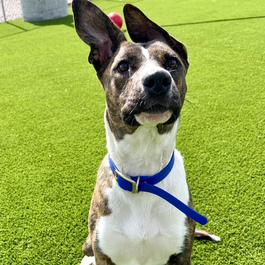 Carol, an adoptable Mixed Breed in Idaho Falls, ID, 83402 | Photo Image 3