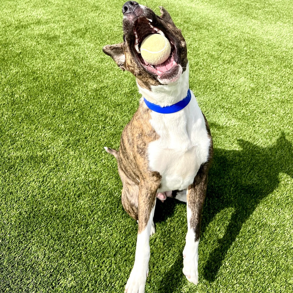 Carol, an adoptable Mixed Breed in Idaho Falls, ID, 83402 | Photo Image 4