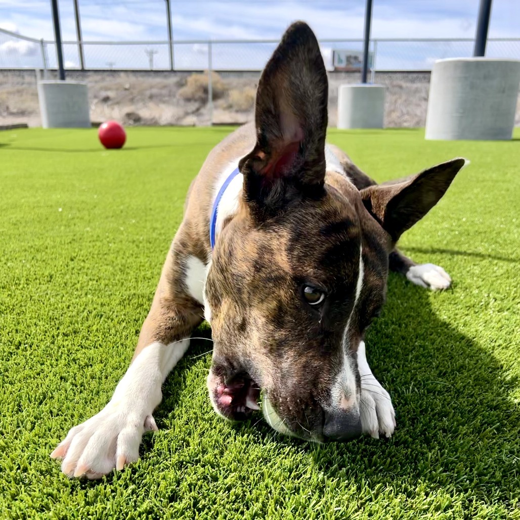 Carol, an adoptable Mixed Breed in Idaho Falls, ID, 83402 | Photo Image 5