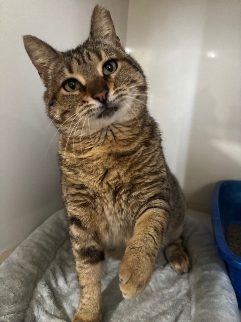 Chiquitina, an adoptable Domestic Short Hair in Corpus Christi, TX, 78414 | Photo Image 1