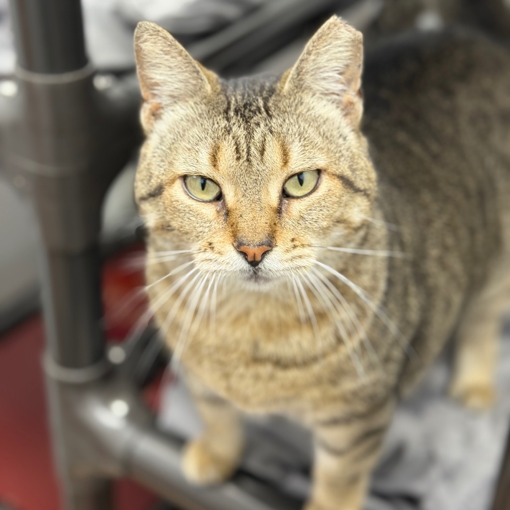 Chiquitina, an adoptable Domestic Short Hair in Corpus Christi, TX, 78414 | Photo Image 1