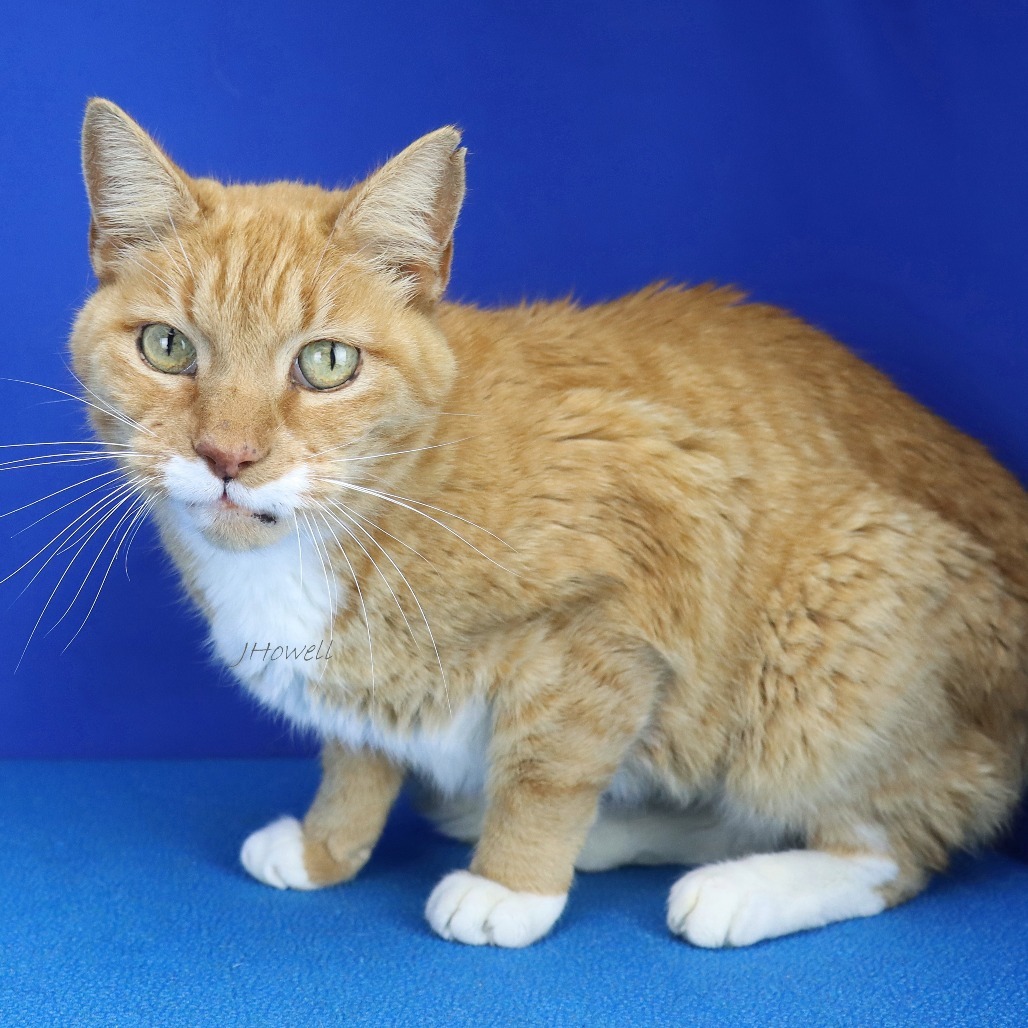 Buddy- 032703T, an adoptable Domestic Short Hair in Tupelo, MS, 38801 | Photo Image 1