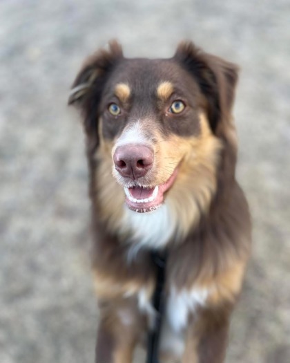 Sadie