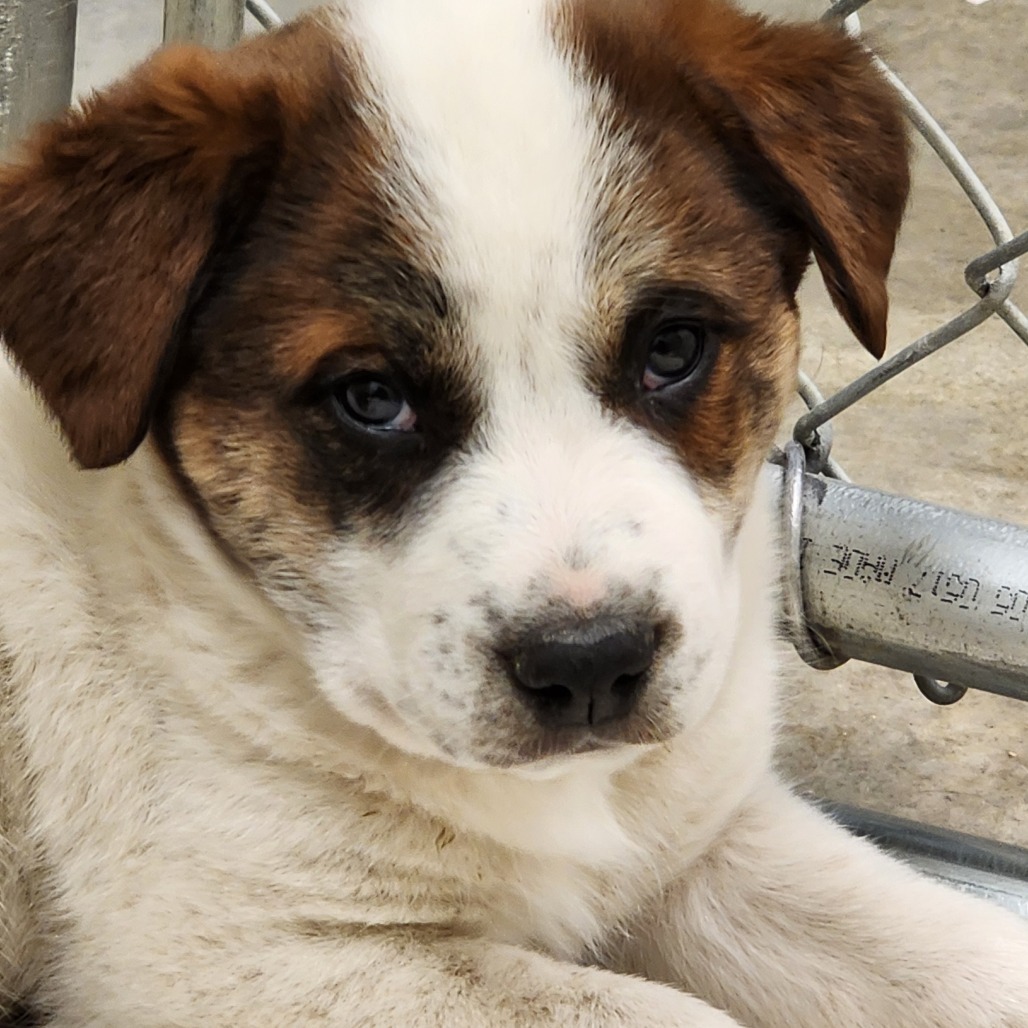 Sirius, an adoptable Australian Cattle Dog / Blue Heeler in Cody, WY, 82414 | Photo Image 1