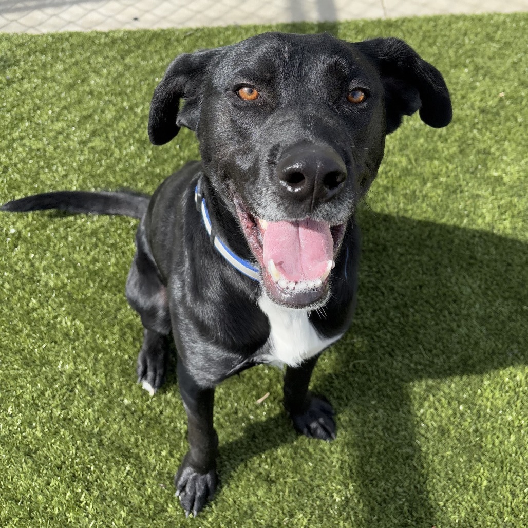 Cash, an adoptable Black Labrador Retriever, Mixed Breed in Cody, WY, 82414 | Photo Image 1