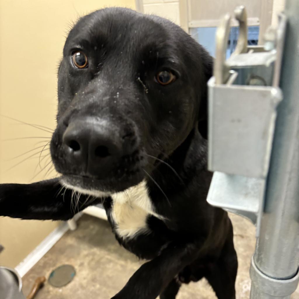 Cash, an adoptable Black Labrador Retriever, Mixed Breed in Cody, WY, 82414 | Photo Image 2