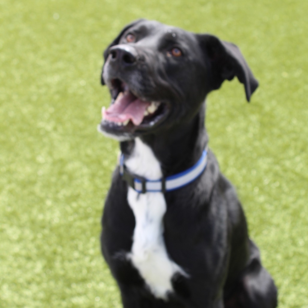 Cash, an adoptable Black Labrador Retriever, Mixed Breed in Cody, WY, 82414 | Photo Image 3