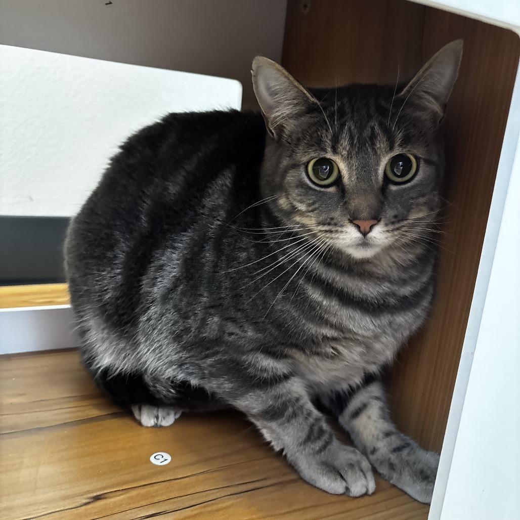Areti, an adoptable Domestic Short Hair in Cody, WY, 82414 | Photo Image 1