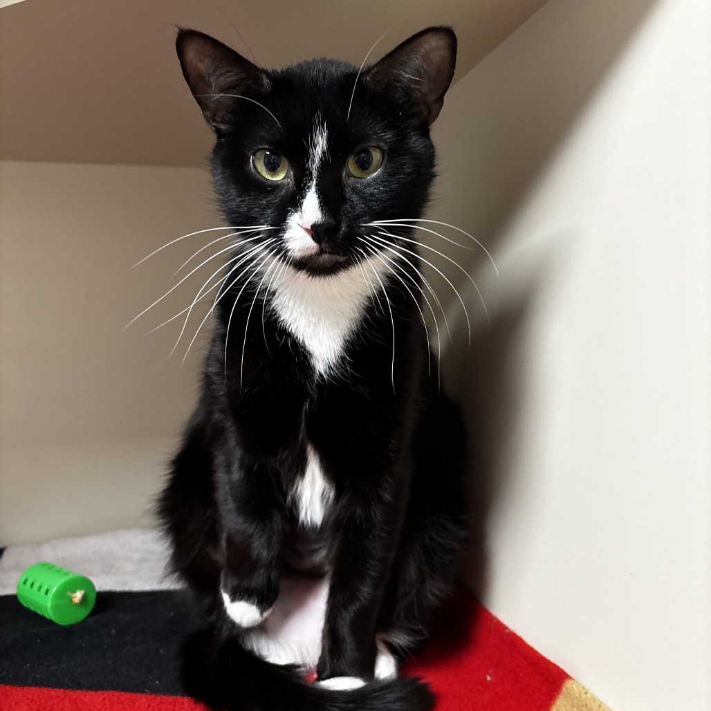 Melody, an adoptable Domestic Short Hair in Cody, WY, 82414 | Photo Image 1