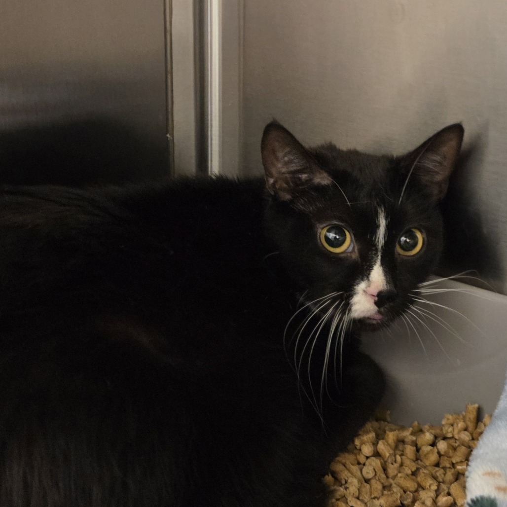 Melody, an adoptable Domestic Short Hair in Cody, WY, 82414 | Photo Image 2