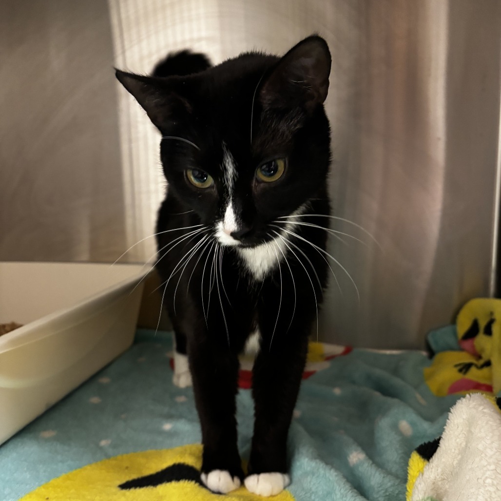 Melody, an adoptable Domestic Short Hair in Cody, WY, 82414 | Photo Image 3