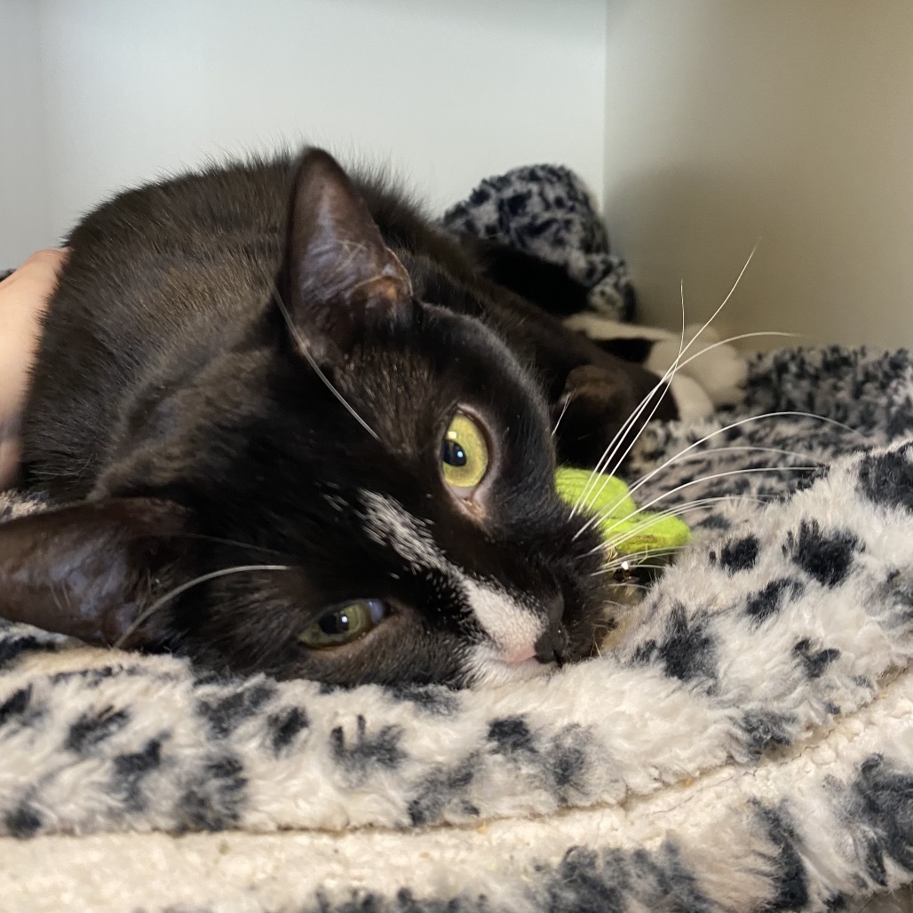 Melody, an adoptable Domestic Short Hair in Cody, WY, 82414 | Photo Image 4