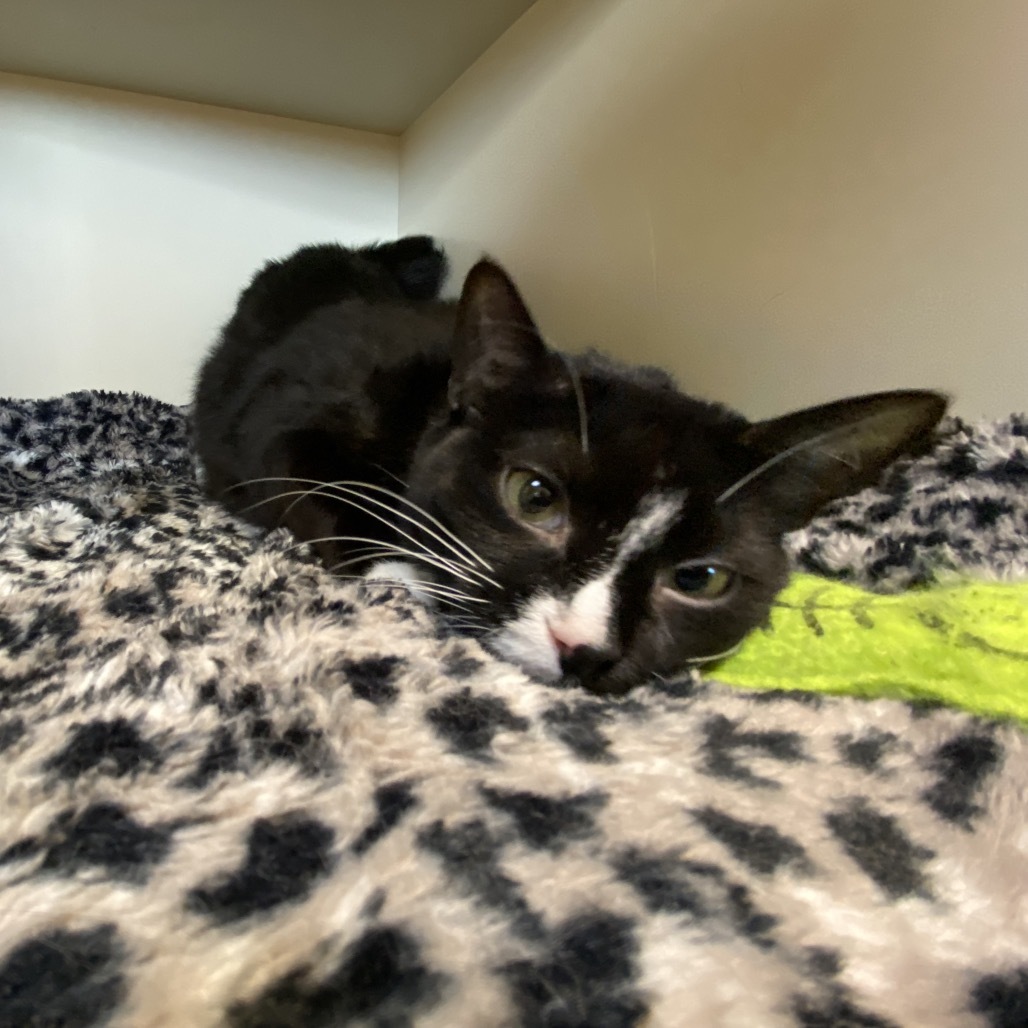 Melody, an adoptable Domestic Short Hair in Cody, WY, 82414 | Photo Image 5