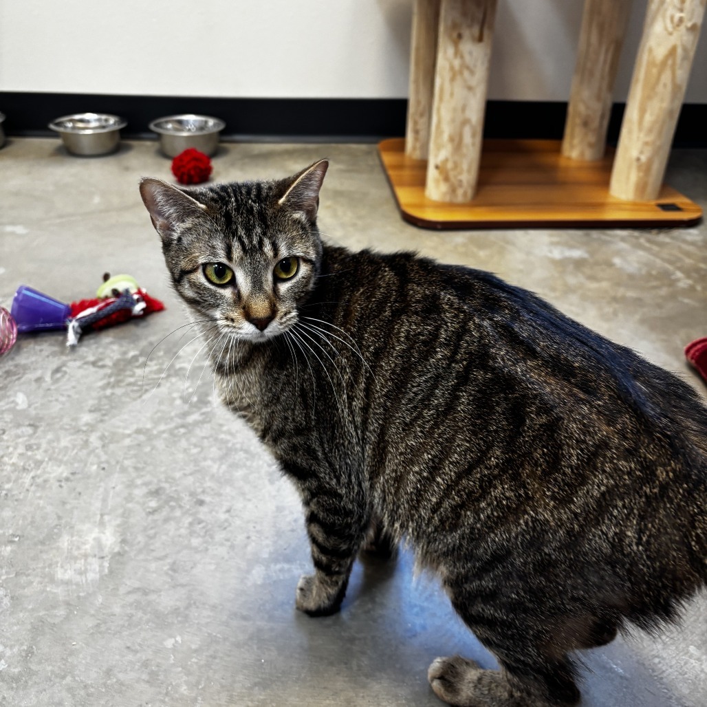 Pippa, an adoptable Domestic Short Hair in Cody, WY, 82414 | Photo Image 1