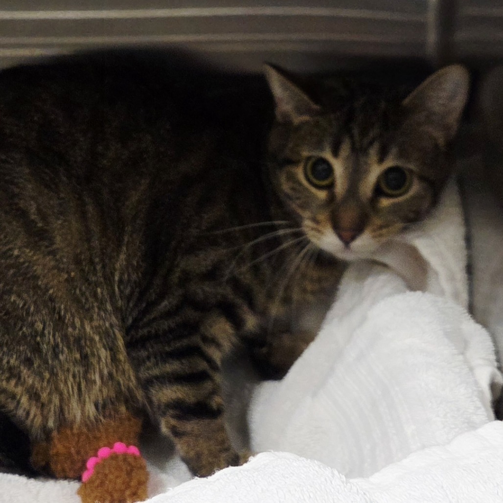 Pippa, an adoptable Domestic Short Hair in Cody, WY, 82414 | Photo Image 2