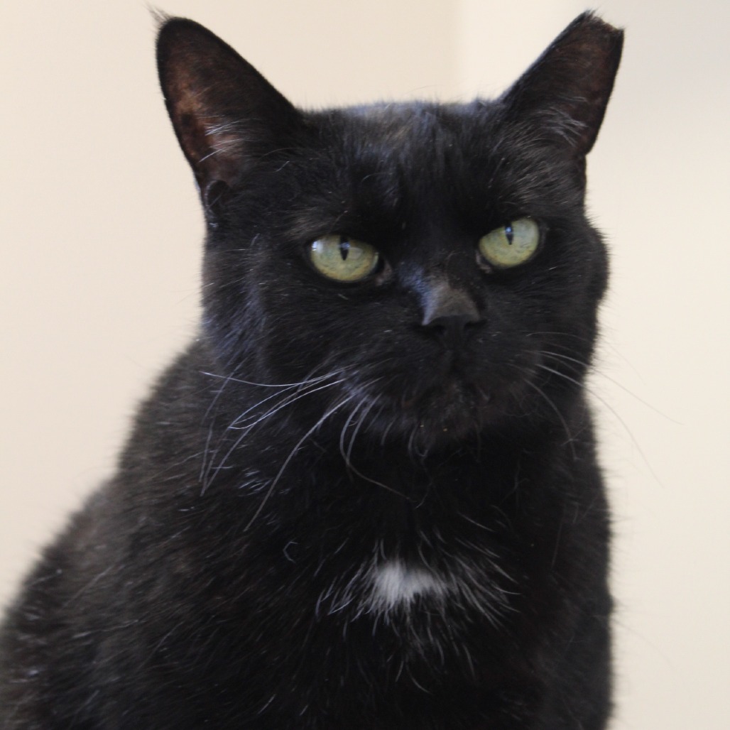 Pearl, an adoptable Domestic Short Hair in Cody, WY, 82414 | Photo Image 1