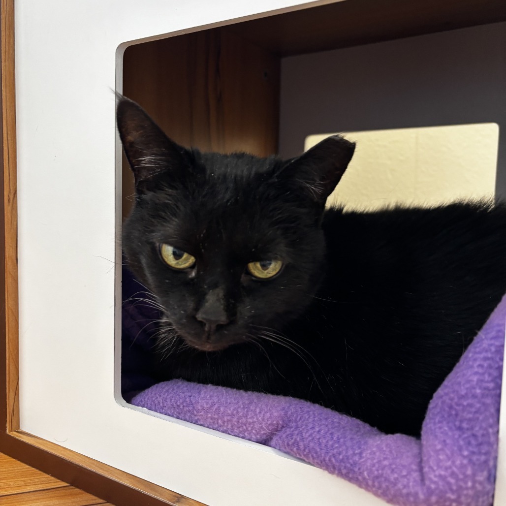 Pearl, an adoptable Domestic Short Hair in Cody, WY, 82414 | Photo Image 2