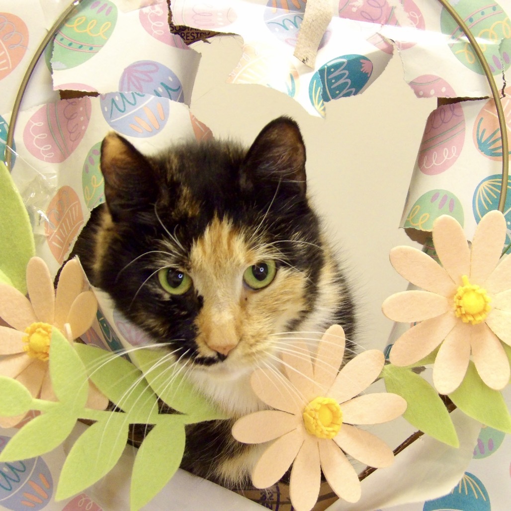 Izzy (Petsmart)